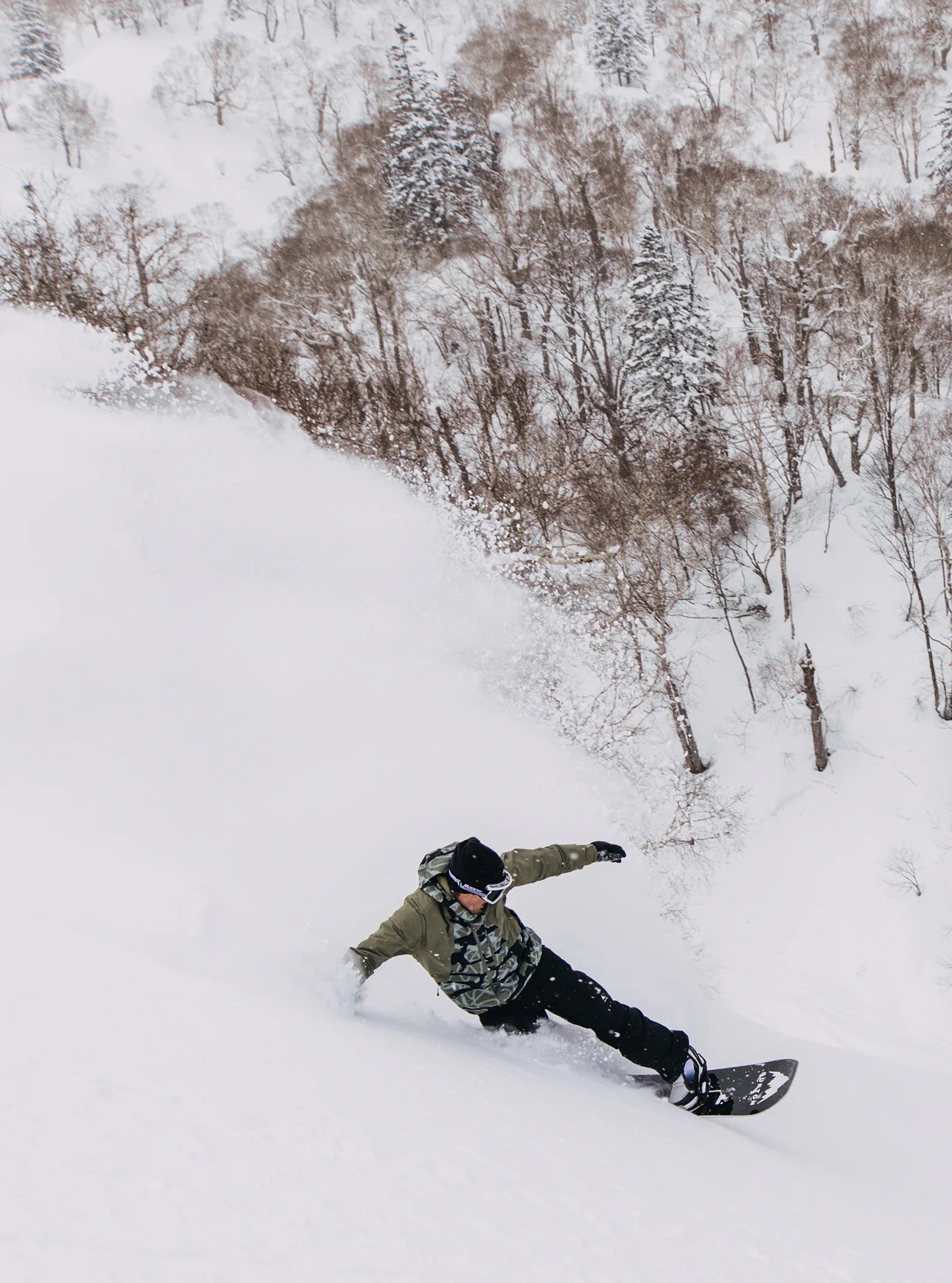 2297:GIACCA BURTON RESERVE FOREST